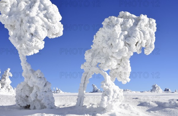 Winter landscape, trees with hoarfrost, Hornisgrinde, Central Black Forest nature park Park, Ortenaukreis, Northern Black Forest, Baden-Württemberg, Germany, Europe