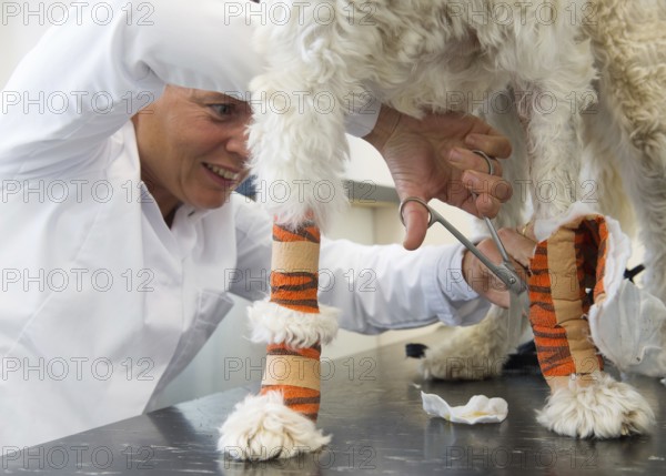 White dog with bandage at the veterinarian