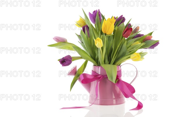 Watering can with colorful bouquet birthday tulips in spring