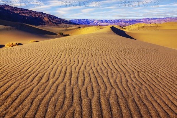 Small bushes grow in the valleys between the barkhans. Orange light in the morning over sand dunes. Mesquite Flat Sand Dunes in Death Valley