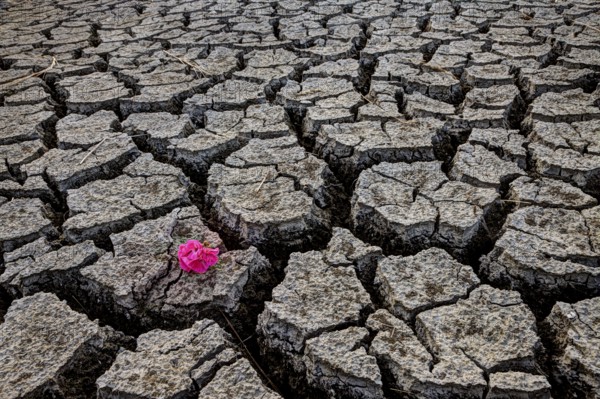 Dry River Bed Flower cracked with drought conditions