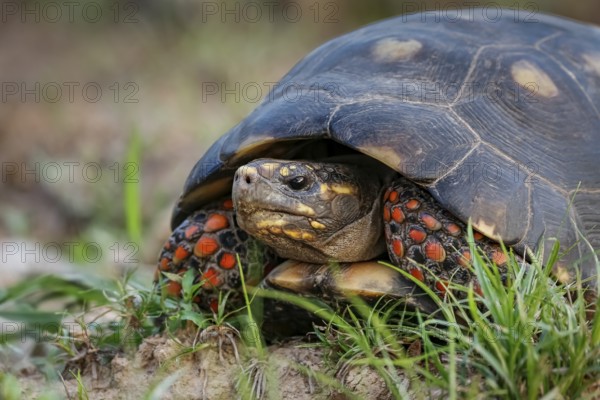 Red-footed tortoise facing camera in grass, Pantanal Wetlands, Mato Grosso, Brazil, South America