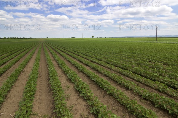 Young green soy plants with large leaves grow in the field