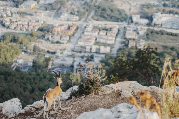 A wild goat near the edge of a cliff overlooking a city with valleys and greenery, blending nature and urban life