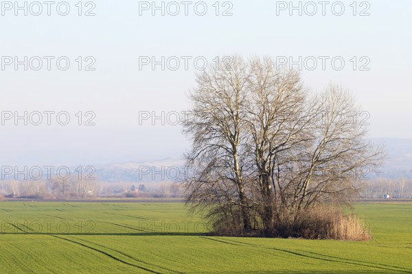 Tree in the field countryside