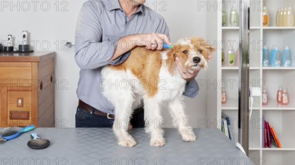 An image of a sweet dog grooming
