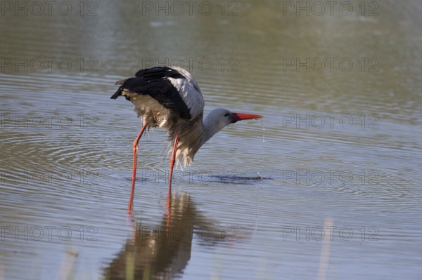 A drinking stork in the Rieselfedern Münster