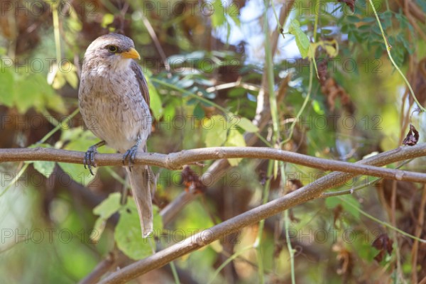 Yellow-billed Shrike, (Corvinella corvina.), Animals, Birds, Shrike family, Perching site, Morgan Kunda lodge, Jajari, North Bank, Gambia, Africa