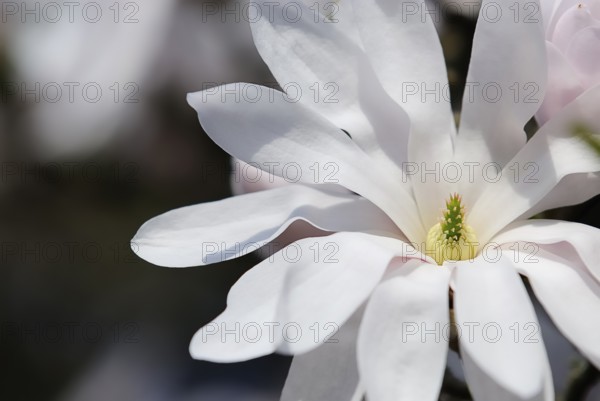 Star magnolia (magnolia stellata)