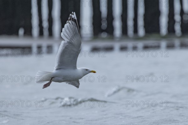 Seagull (Larinae) flying over the moving sea, grey clouds in the background, Breskens, Sluis, Zeeuws Vlaanderen, Zeeland, Netherlands