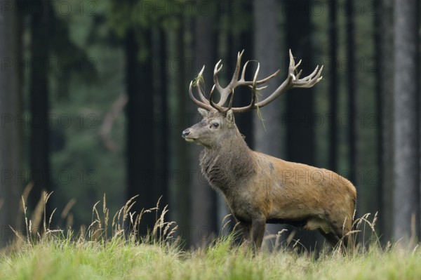 Red deer, Cervus elaphus, Germany, Red deer, Germany, Europe