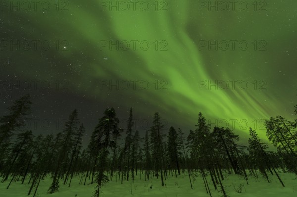 Northern Lights (Aurora borealis) over snowy landscape, Gällivare, Norrbotten, Lapland, Sweden, November 2012, Europe