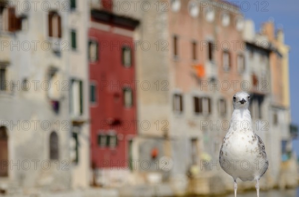 Seagulls on shore of the Mediterranean Sea