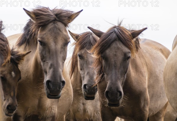 The Dülmen horses live wild near Dülmen, in the Merfelder Bruch nature reserve in North Rhine-Westphalia. The eel line on their backs is a typical feature of these wild horses. Wild live the Dülmen horses near Dülmen, in the nature reserve Merfelder Bruch, North Rhine-Westphalia. A characteristic feature of the wilds is the eel on the back