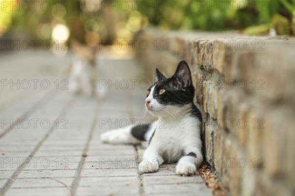Black and white stray cat laying by pavement curb, another blurred one coming in background, Lapta, Cyprus, Europe