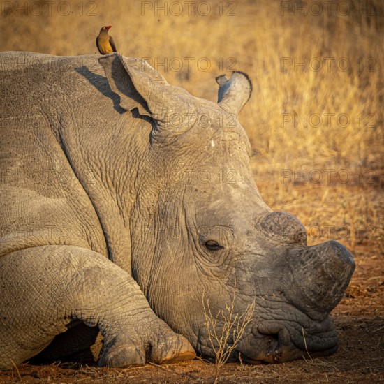 Reclining white rhinoceros (Ceratotherium simum) with sawed-off horn and oxpecker star (Buphagus) on its head, portrait, Anti-Poaching, Balule Plains, South Africa, Africa
