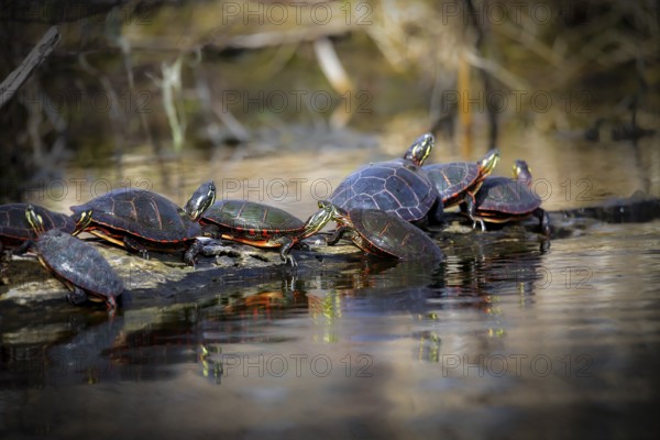 The painted turtle is the most widespread native turtle of North America