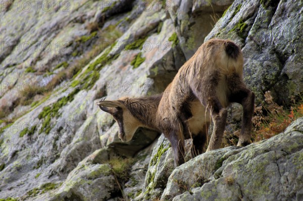 Chamois (female) in the Mercantour National Park, Maritime Alps, France Female chamois in the Mercantour MP, Alpes-Maritimes, France, Europe