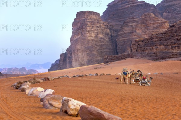 Jordan, camels caravan rests in majestic Wadi Rum desert, Valley of the Moon. Landscape with sandstone mountain rock, Asia