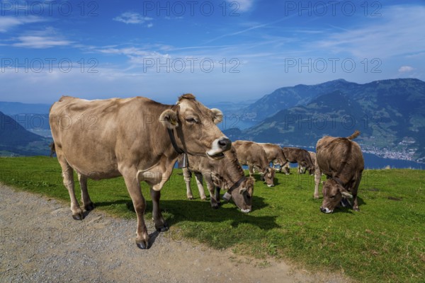 House cows grazing in the Swiss mountains