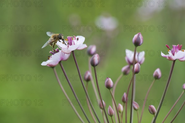Honey bee on Pink wild grass rush in nature