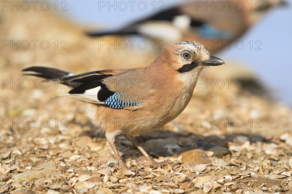 Eurasian jay in nature near water