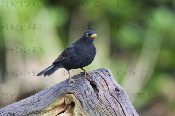 Common blackbird on birch tree