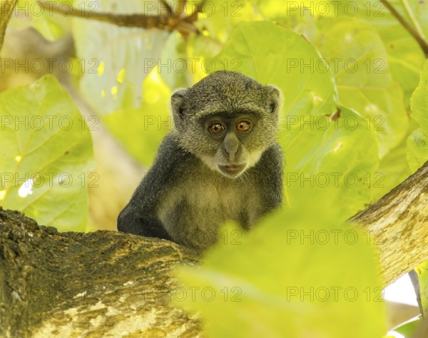 White-throated Monkey (cercopithecus albogularis) in a tree, Kenya, Africa