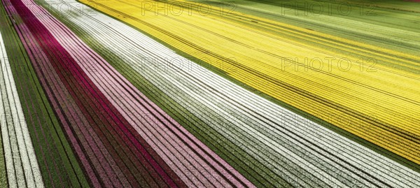 Aerial from blossoming tulip fields in the Chile near Osorno