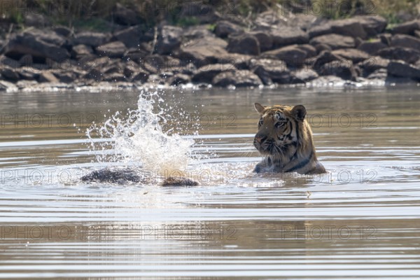 Tiger (Panthera tigris), Bengal tiger or Indian tiger, big cat (Pantherinae), carnivore (Carnivora), critically endangered, playing with killed wild boar (Sus scrofa) in the water, Satpura National Park, Tiger Reserve, Madhya Pradesh, Pachmarhi Biosphere Reserve, India, Asia