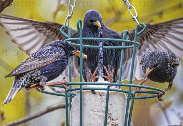 Feeding birds