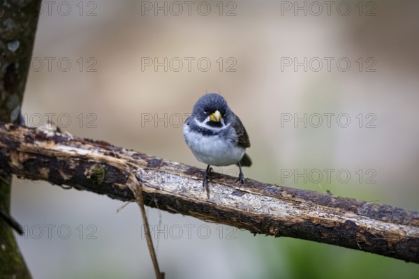 Close-up of a Double-collared seedeater perched on a branch, against defocused background, side view, Serra da Mantiqueira, Atlantic Forest, Itatiaia, Brazil, South America