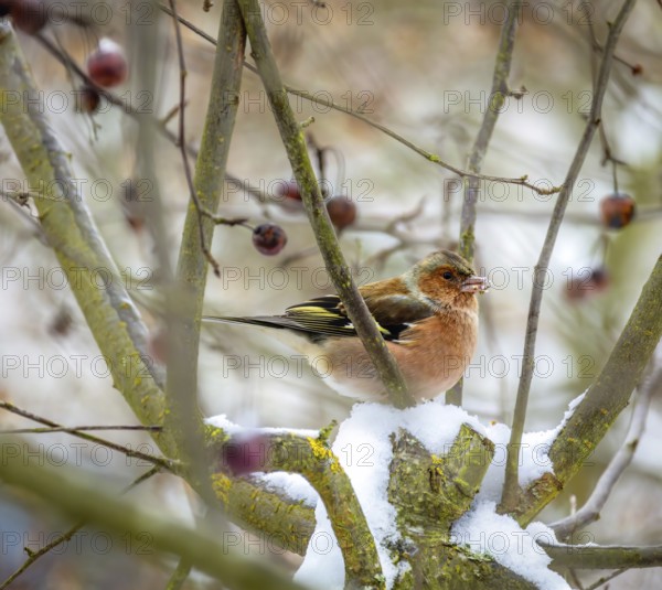Closeup of a male chaffinch sitting in a snow covered apple tree