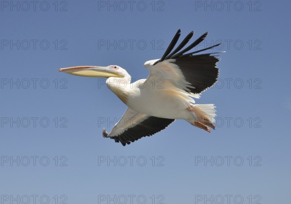 Low flying pelican with blue skies of the Namibia coast