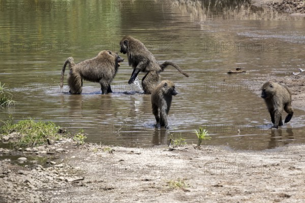 Side view of two fighting baboons in the river