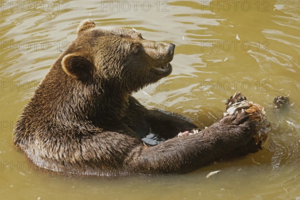 Brown bear with open mouth sitting in water looking right
