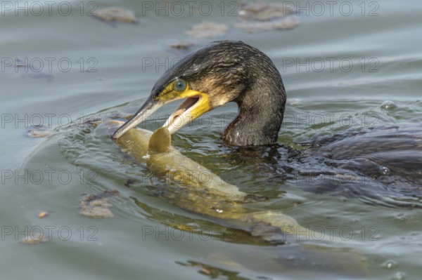 A large eel struggles to escape from a great cormorant (Phalacrocorax carbo)