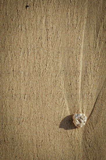Vacation Image Of Single Piece Of Coral On A Sandy Beach