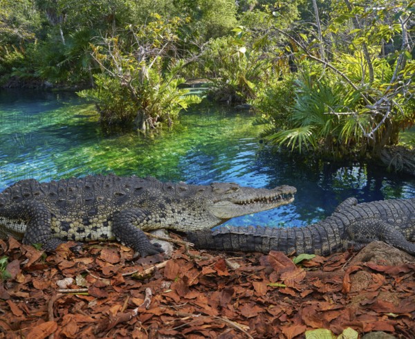 Crocodile in Mexico Riviera Maya lagoon photomount