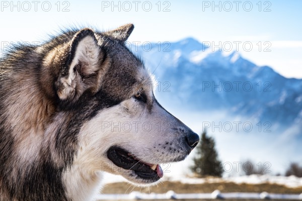 Alaskan malamute close-up of the head