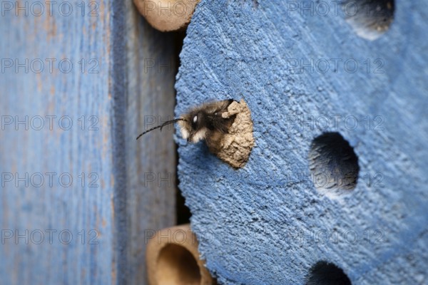 A horned mason bee hatches from its clay-sealed brood cavity in an insect hotel in early March