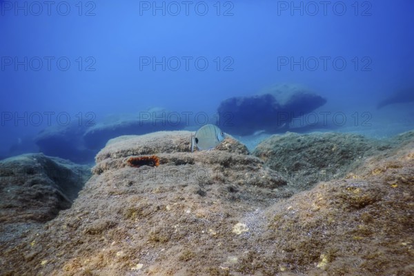 Underwater Scene Sunlight, fish Underwater Life