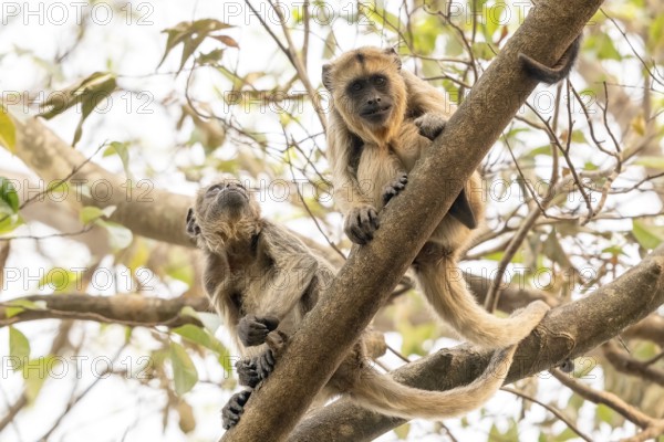 Black howler (Alouatta), juvenile, Pantanal, inland, wetland, UNESCO Biosphere Reserve, World Heritage Site, wetland biotope, Mato Grosso, Brazil, South America