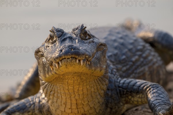 Caiman (Caimaninae), Crocodile (Alligatoridae), crocodile (Crocodylia), animal portrait, eye contact, Pantanal, inland, wetland, UNESCO Biosphere Reserve, World Heritage Site, wetland biotope, Mato Grosso, Brazil, South America