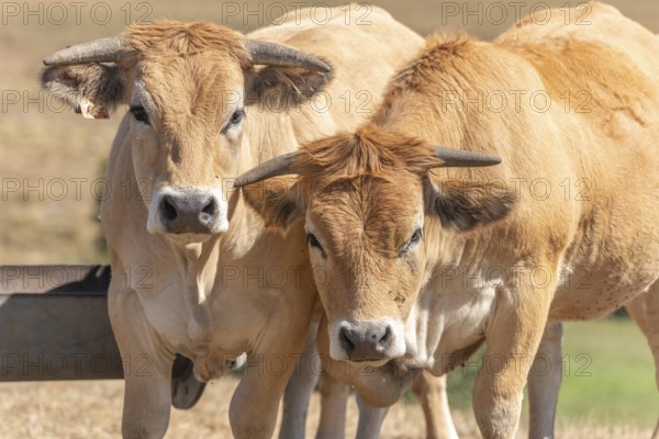 Two Aubrac cows together in pasture in summer. Aubrac, France, Europe