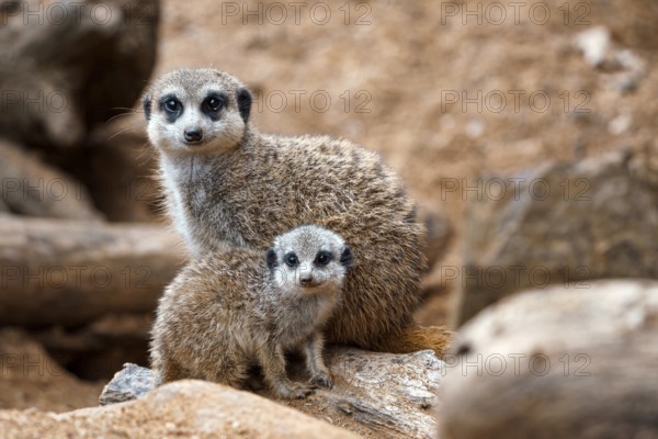 A vertical shot of a cute meerkat sitting on a wood piece. Meerkat or suricate adult and juvenile