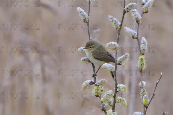 Common chiffchaff in spring