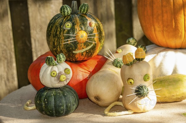 Several pumpkins differently carved and painted, representing funny cat faces, borken, münsterland, germany