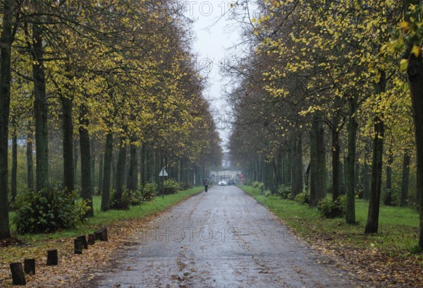 Zemst, Flemish Brabant, Belgium, 11 19 2022, Tree lane at the Ruben Castle domain, Europe