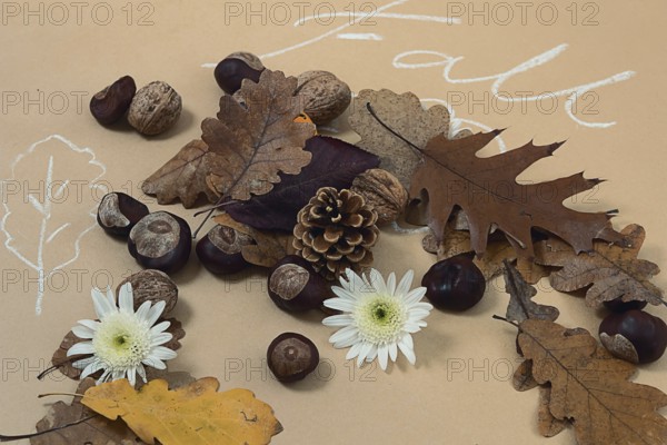 Autumn fall leaves frame on craft paper. Autumn fall flat lay. Decorative autumn flat lay